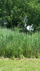 0 Buck Ave, Brownstown, MI
