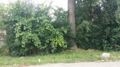 0 Glendale, Redford, MI