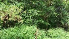 0 Fenton, Redford, MI