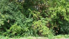0 Fenton, Redford, MI